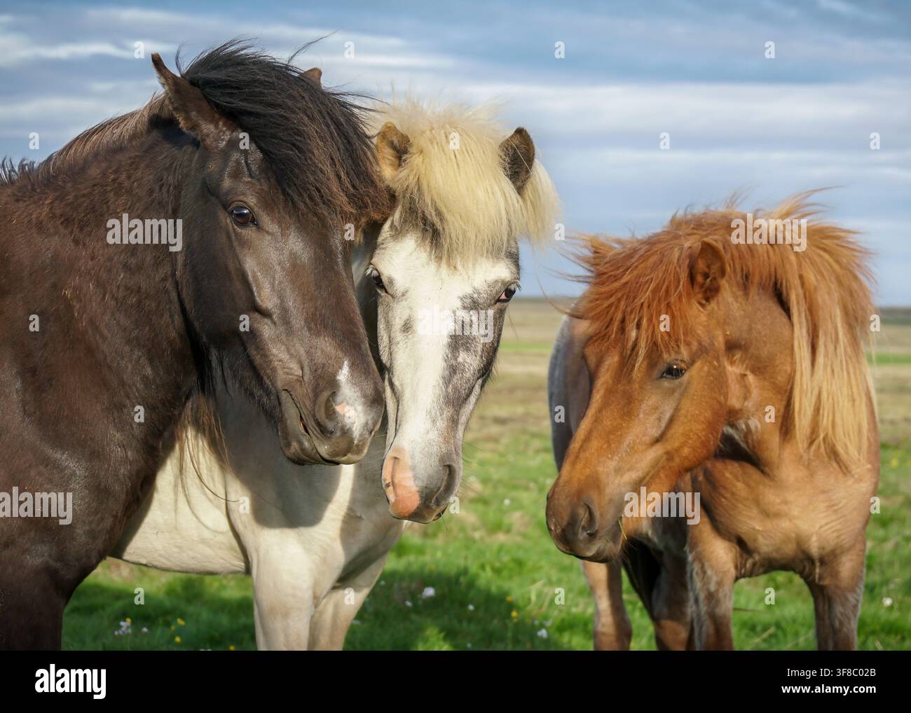 Vue de trois chevaux islandais debout ensemble dans un champ herbeux en Islande. Banque D'Images