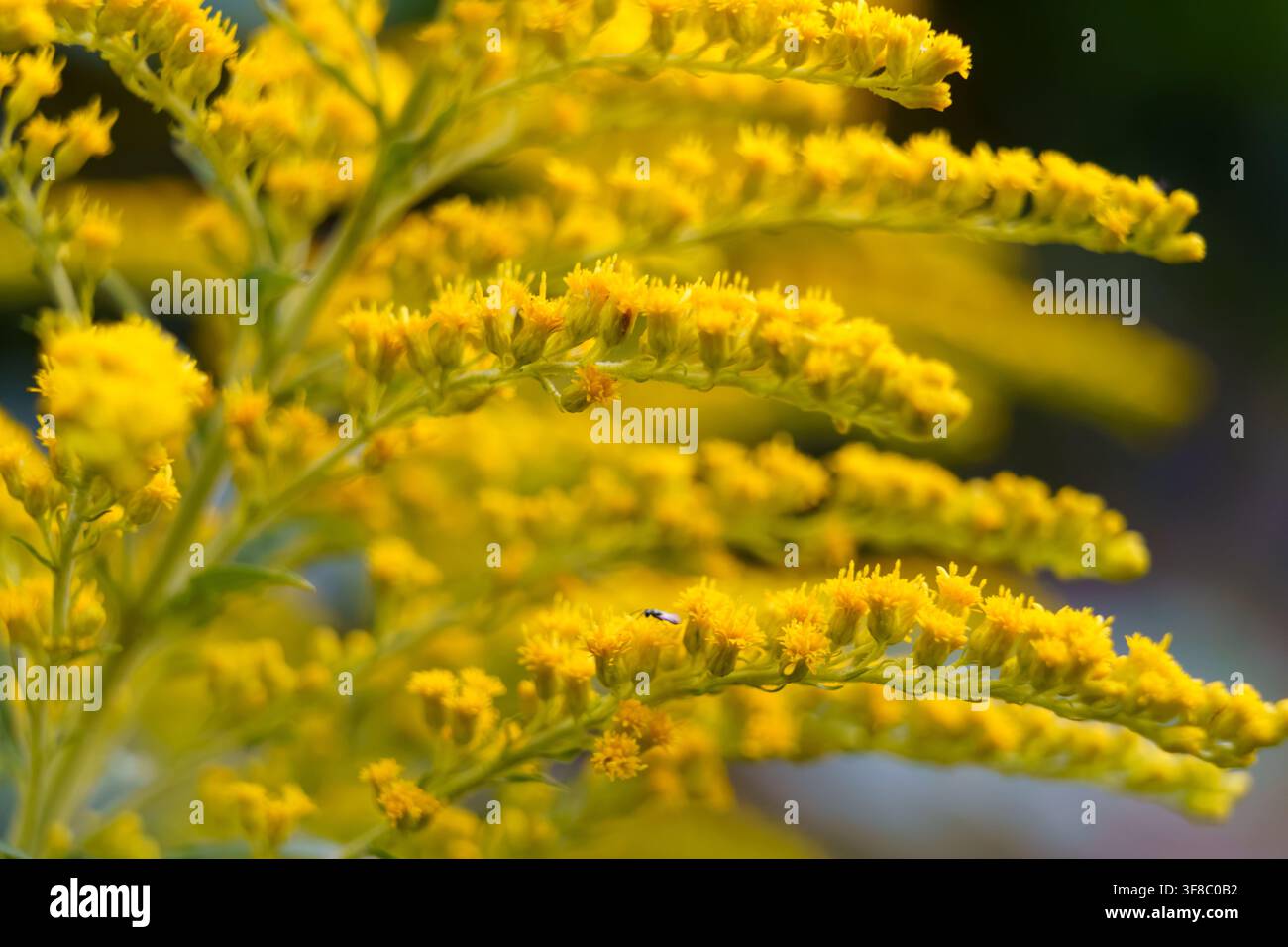 Fleurs jaunes vives poussant dans un jardin sous le soleil du printemps Banque D'Images
