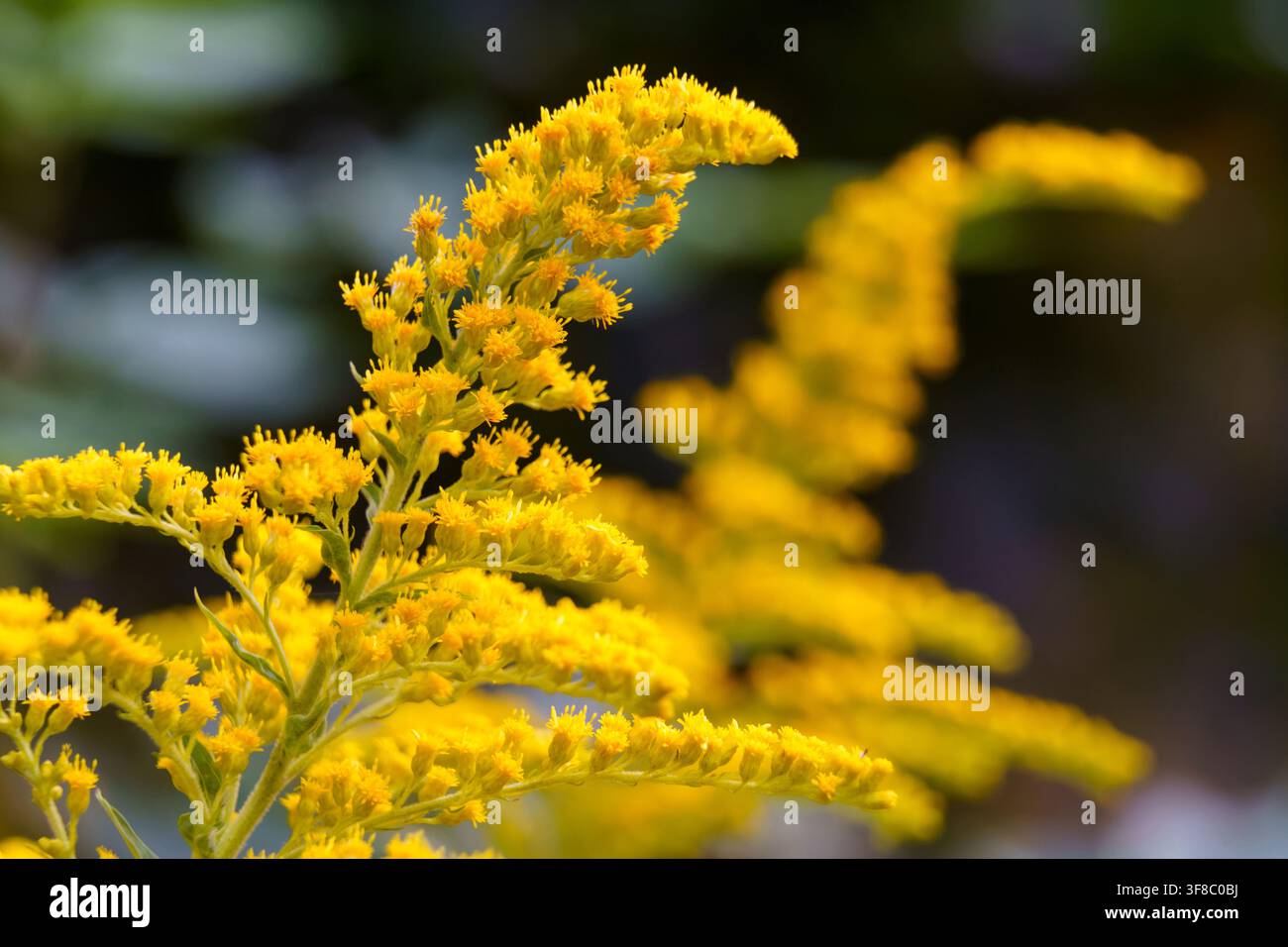 Des fleurs jaunes vives éclosent dans un jardin pendant les derniers jours de l'été Banque D'Images