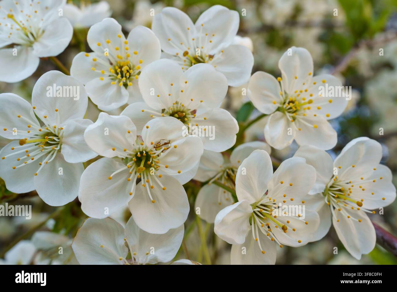 Les fleurs de cerisier apparaissent au printemps, remplissant les arbres de pétales blancs. La scène capture la beauté de la nature dans un affichage vibrant. Banque D'Images