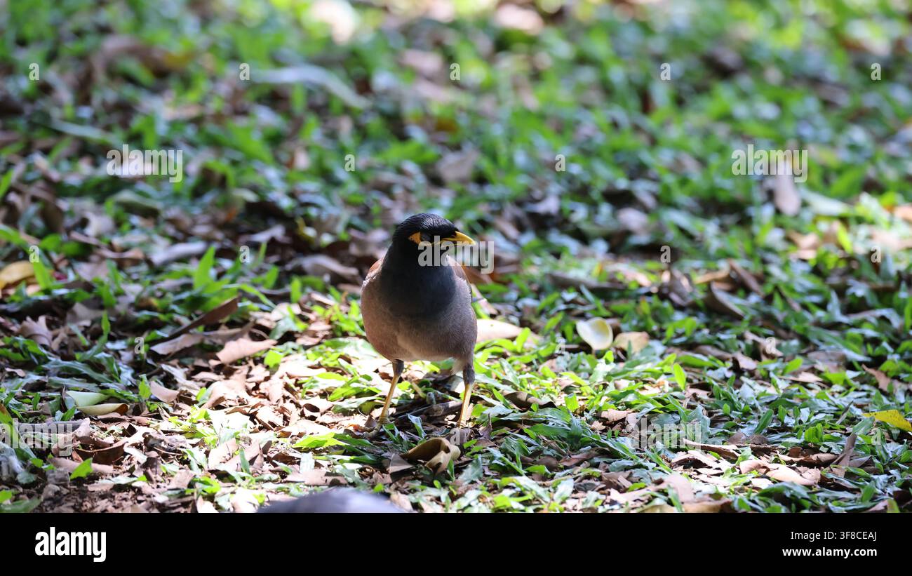 Mynah asiatique, Mynah commun ou Mynah indien. Une espèce envahissante en Australie Banque D'Images