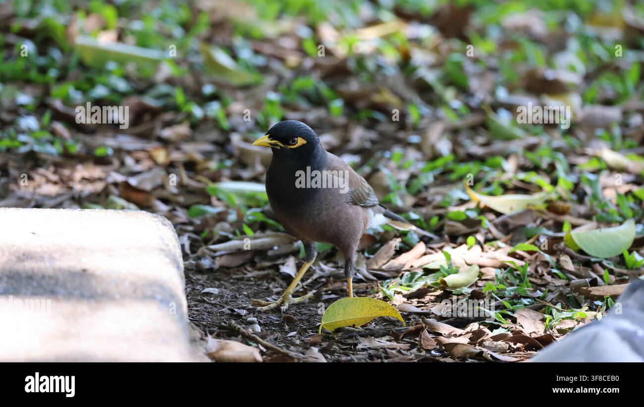 Mynah asiatique, Mynah commun ou Mynah indien. Une espèce envahissante en Australie Banque D'Images