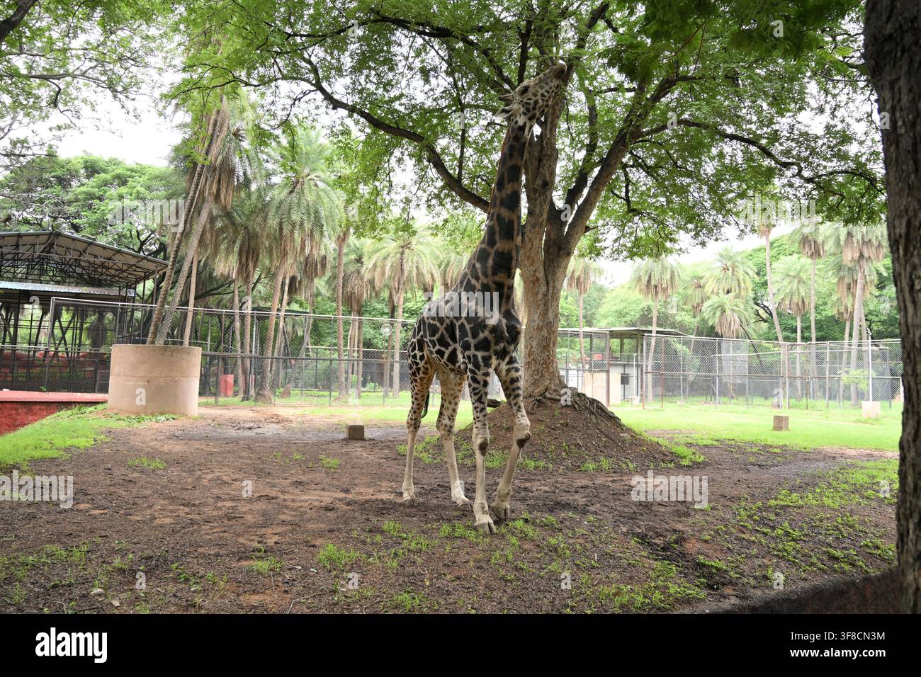 Girafe debout sous des arbres luxuriants dans un enclos de zoo avec des paysages tropicaux Banque D'Images
