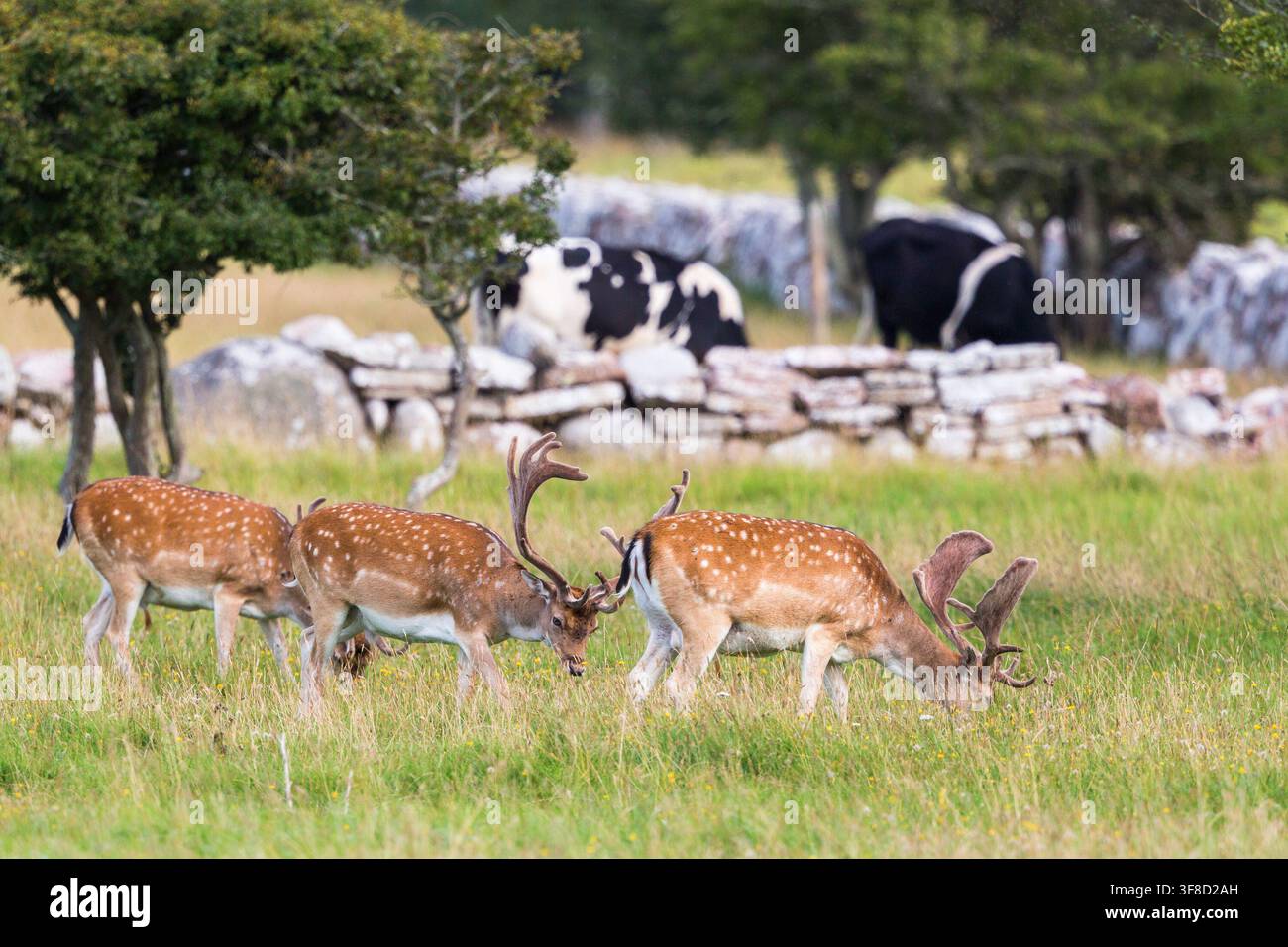 Cerf jachère paître dans la prairie Banque D'Images