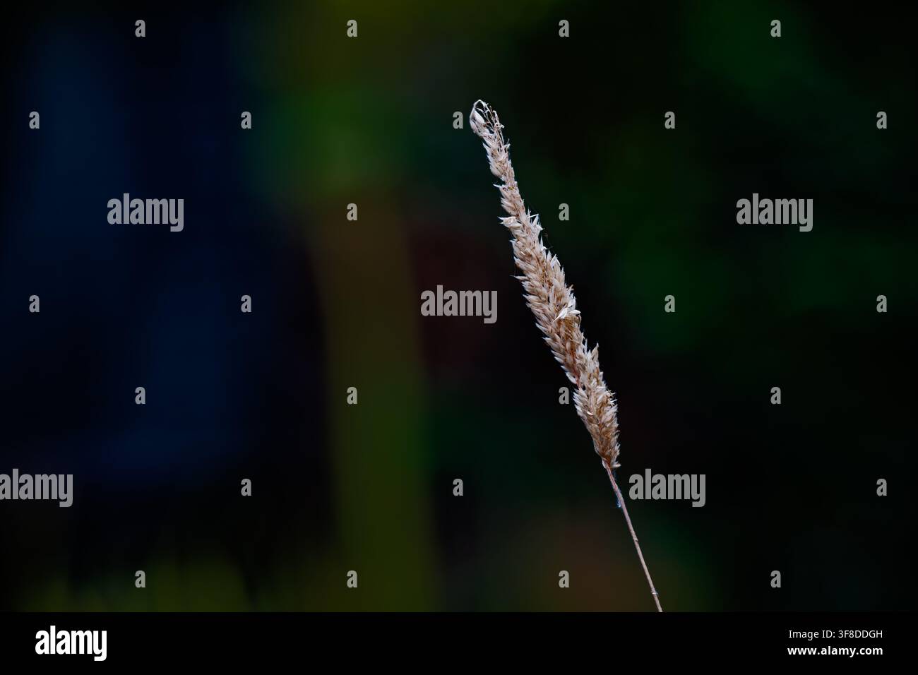 La fleur à tête de graine allongée du fouet de prairie, Angleterre Banque D'Images