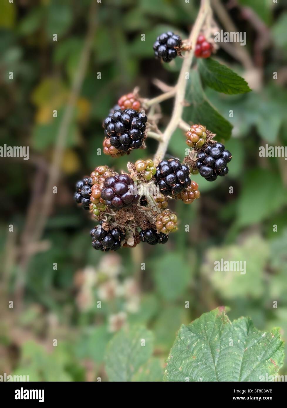 Les mûres sauvages mûrissent déjà dans une haie dans la campagne du Carmarthenshire, au Pays de Galles occidental, pendant l'été chaud et sec d'août 2026. - Image de stock capturée avec un smartphone