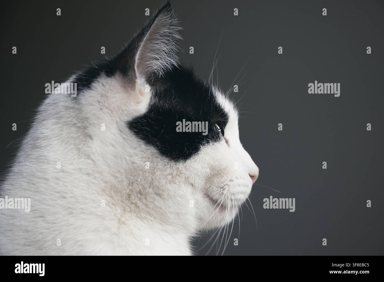 Portrait d'un chat noir et blanc, gros plan Banque D'Images