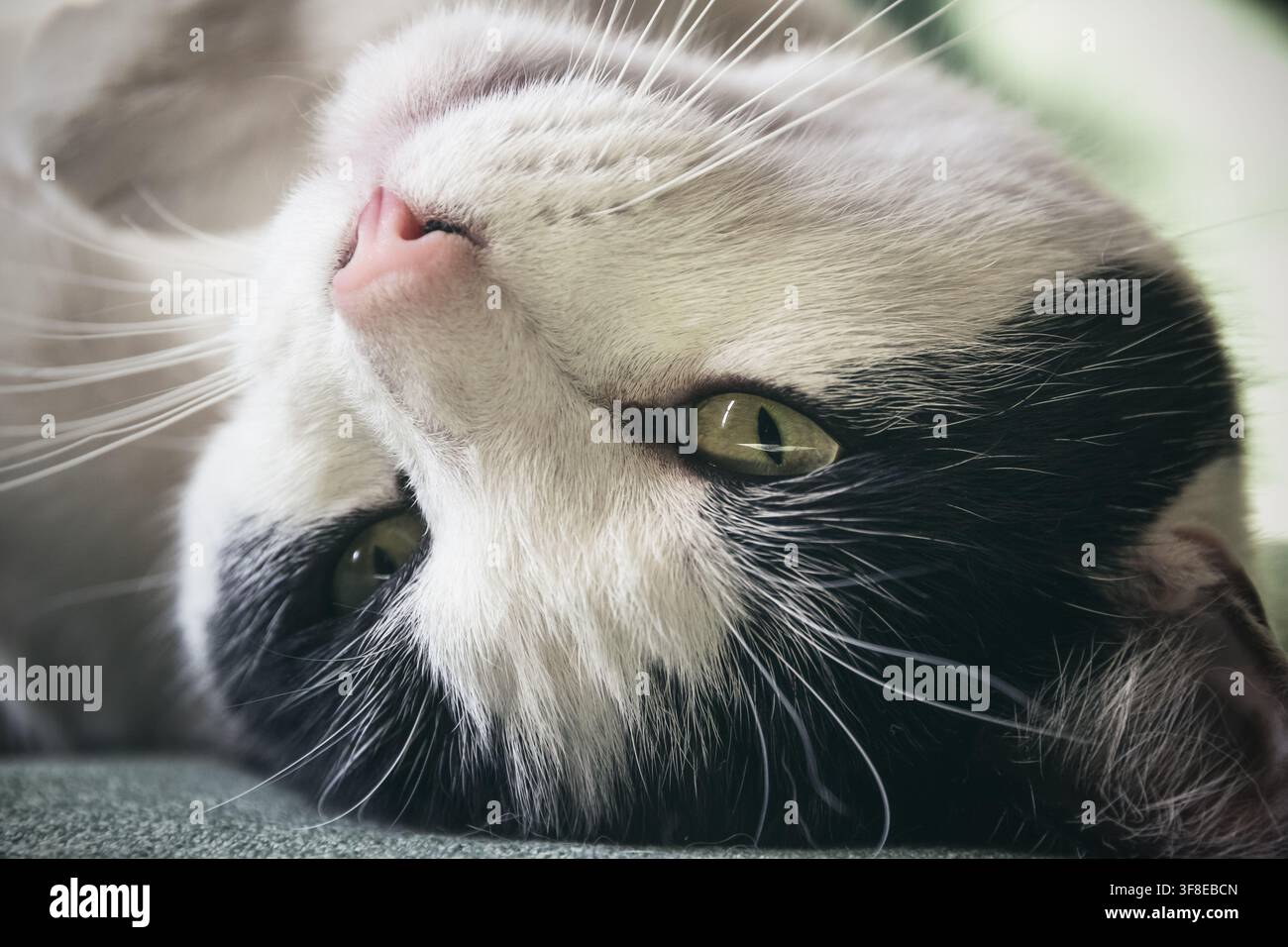 Close-up d'un chat noir et blanc allongé sur le dos, à l'envers Banque D'Images