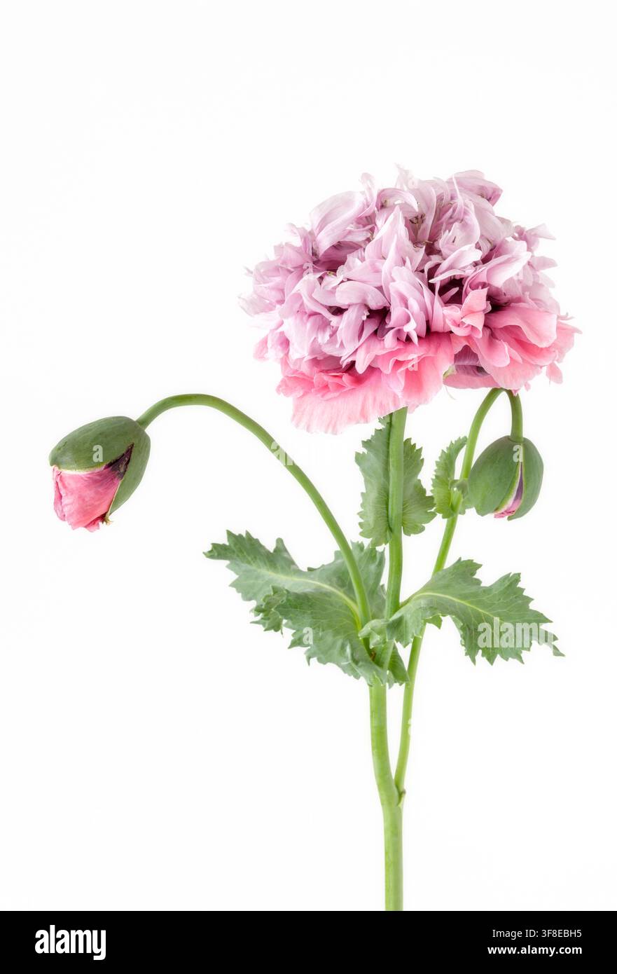 Amélanchier rose à double tête isolé Banque D'Images
