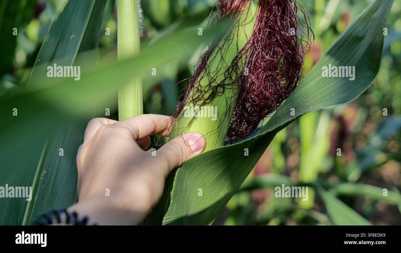 Main tenant une plante d'intérieur (Dracaena) dans un champ agricole Banque D'Images