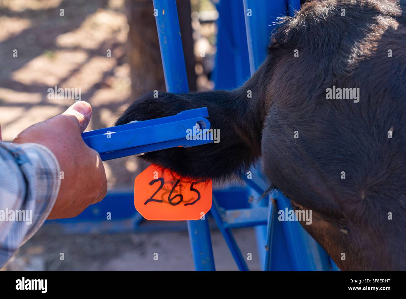 Un cow-boy attachant une étiquette d'identification à l'oreille d'un veau dans un ranch de l'Utah. Banque D'Images