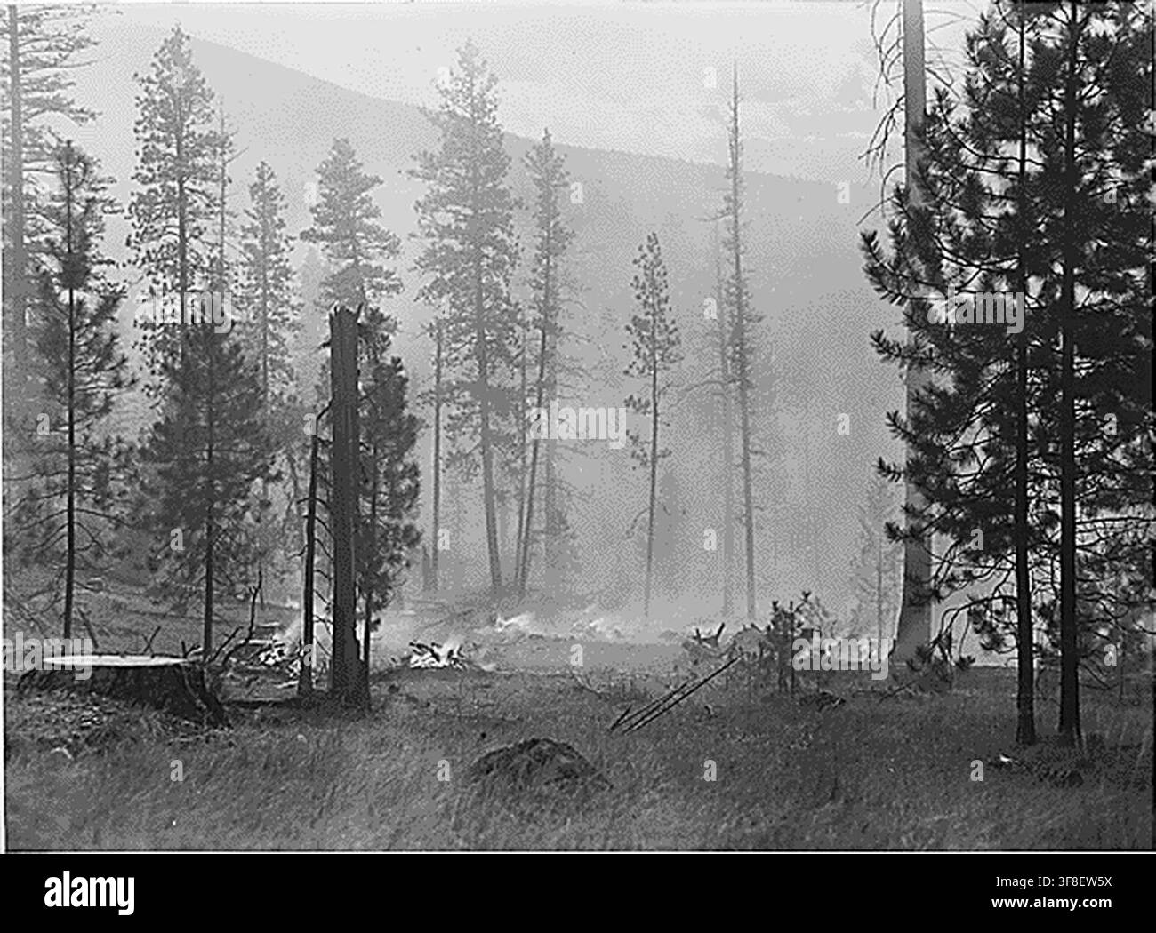 Rapports photographiques de Harold Weaver, forestier et ancien superviseur des forêts de la réserve indienne de Colville, documentant la gestion forestière dans les forêts des réserves indiennes de Washington et de l'Oregon, y compris la brûlure des broussailles empilées à la main à l'automne 1941. Banque D'Images