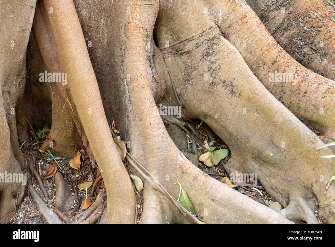Les racines épaisses d'un grand arbre s'étalent sur le sol. Quelques feuilles sont dispersées parmi les racines. La scène montre une vue rapprochée de la structure de l'arbre et de la zone environnante. Banque D'Images