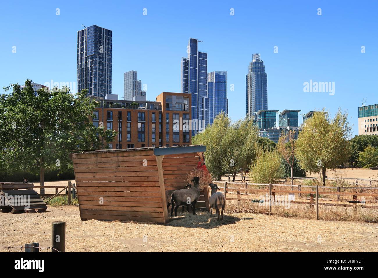Moutons pâturant à la Vauxhall City Farm, Londres, Royaume-Uni, pendant l'été long et chaud de 2026. Les tours de Vauxhall et de Nine Elms en arrière-plan. Banque D'Images