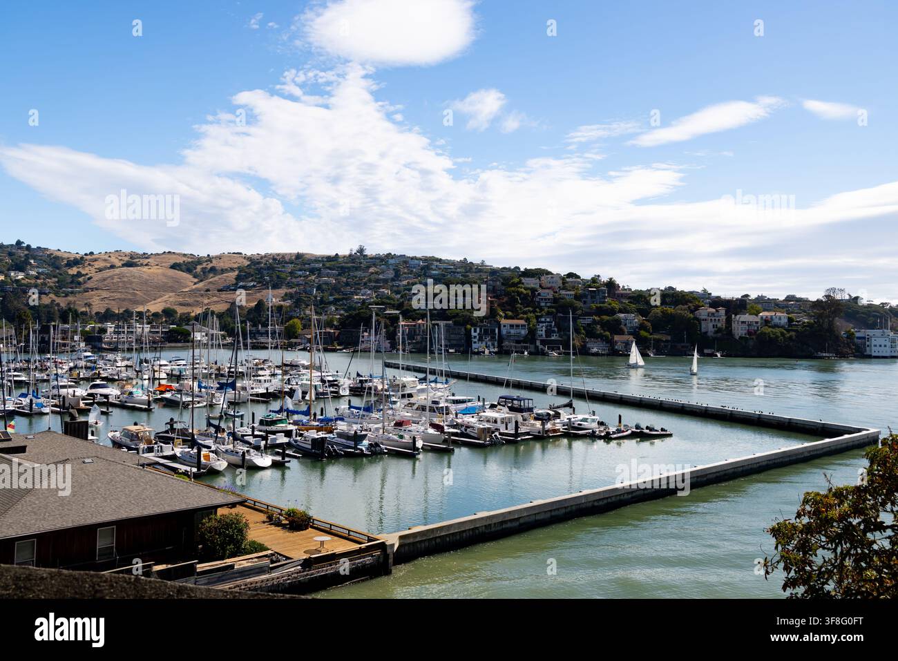 BELVEDERE, ÉTATS-UNIS - 26 JUIN 2026 : Une vue panoramique du port de plaisance et du port du San Francisco Yacht Club rempli de bateaux et de yachts, avec l'arbre Banque D'Images