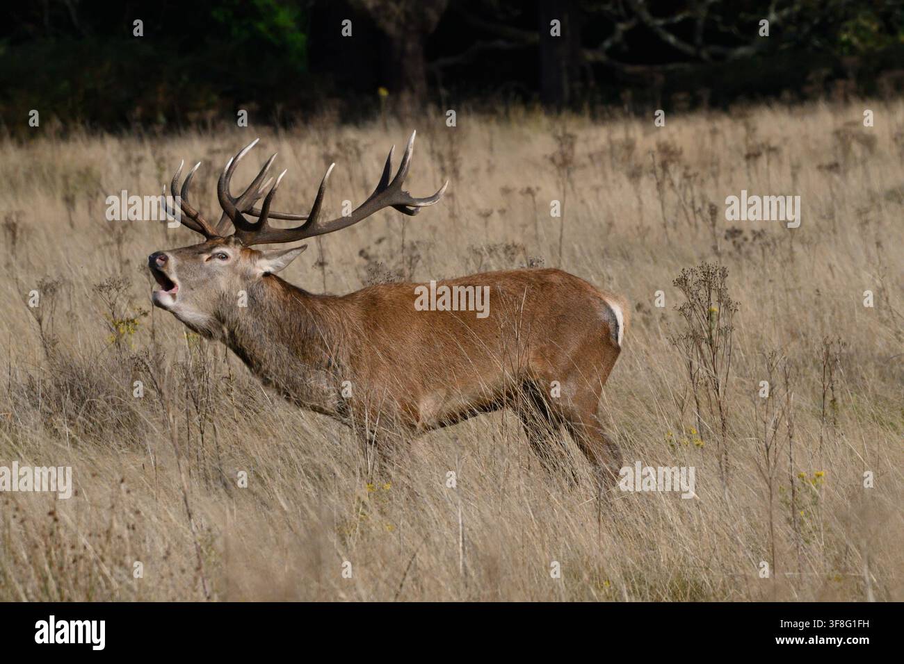 Red Deer (Cervus elaphus) Banque D'Images