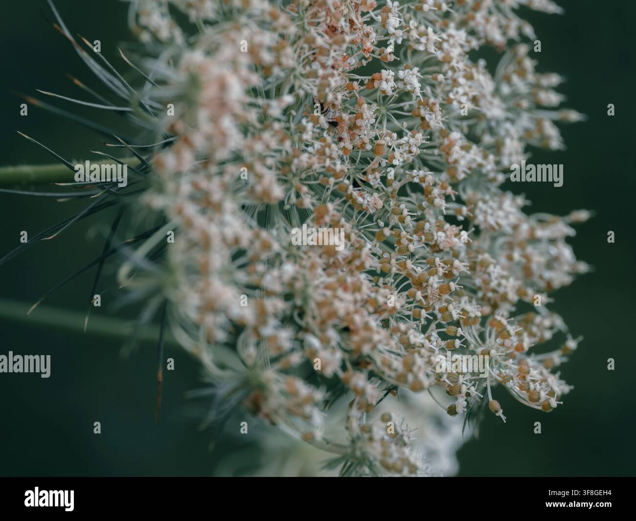 Grossissement macro d'une inflorescence en ombelle de carotte sauvage délicate, blanche et brune, avec des graines fines et un feuillage vert Banque D'Images