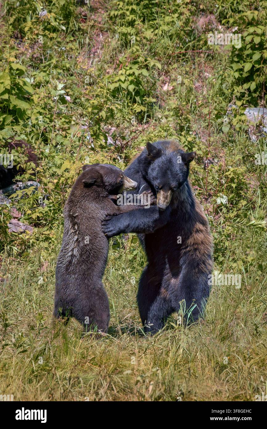 Ours noir d'Amérique - Ursus americanus Banque D'Images