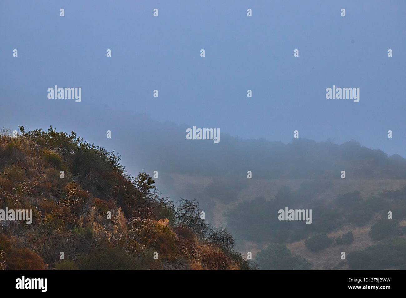 Coteau brumeux et végétation sauvage dans le parc Griffith en Californie au crépuscule Banque D'Images