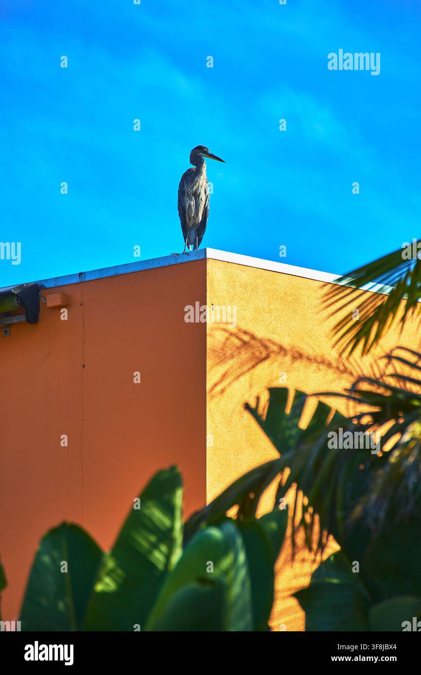 Héron bleu sur un bâtiment urbain orange avec des feuilles de palmier et un ciel bleu vif Banque D'Images