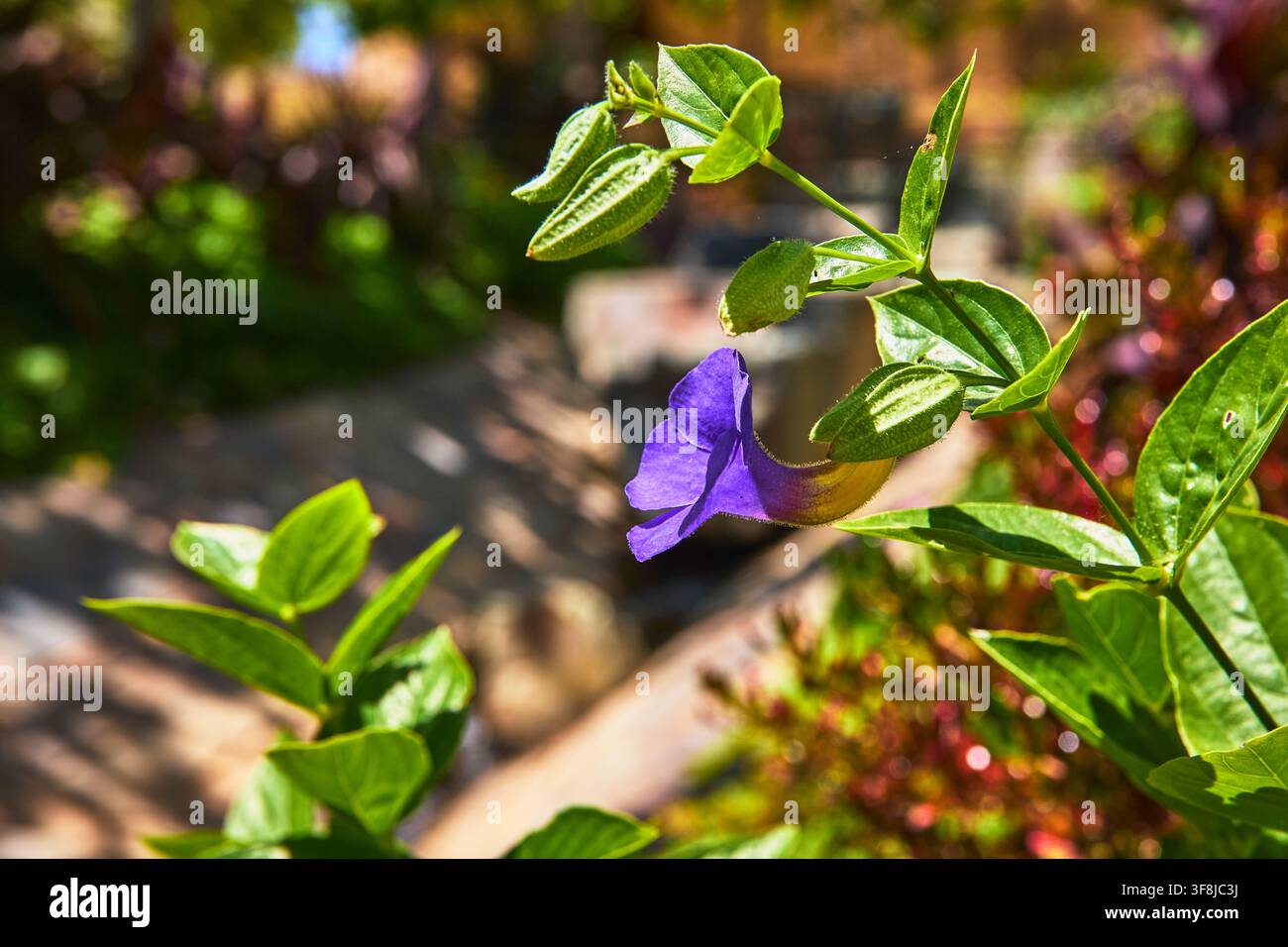 Fleur violette avec des feuilles vertes dans un jardin ensoleillé au Getty Center Banque D'Images