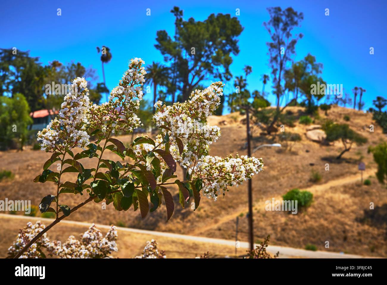 Fleurs blanches et sentier sec sur colline avec palmiers sous le soleil de Californie Banque D'Images