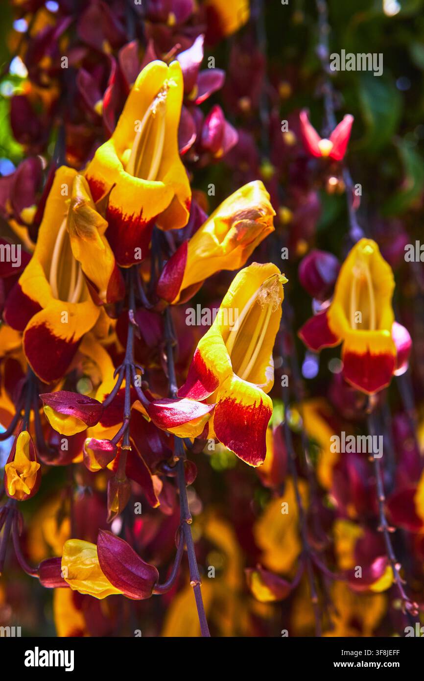 Close-up d'une fleur tropicale jaune et rouge avec un feuillage luxuriant de jardin Banque D'Images