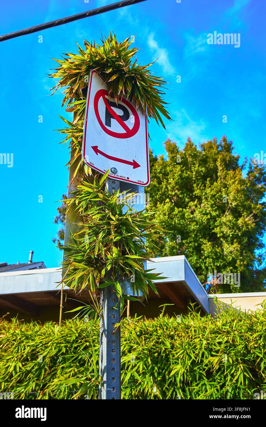 Panneau "Interdiction de stationner" envahi par du bambou vert, nature urbaine, canal de Venise, Los Angeles Banque D'Images