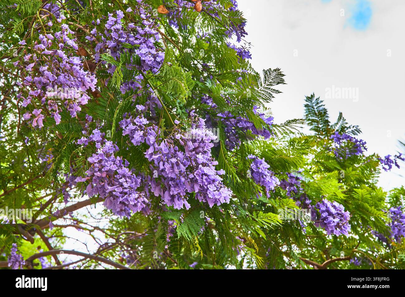 Arbre Jacaranda avec des fleurs violettes éclatantes et des feuilles vertes sous le soleil éclatant du printemps Banque D'Images