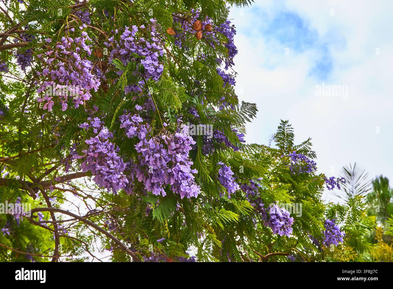 Fleurs de Jacaranda violettes et feuillage vert luxuriant sous le soleil du printemps californien Banque D'Images