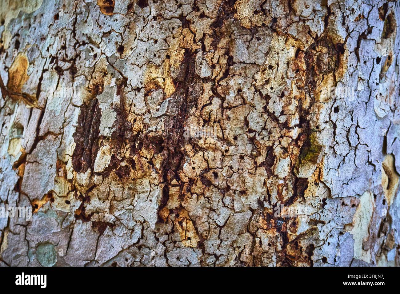 Texture d'écorce d'arbre en gros plan Motif naturel et détails de surface organique Banque D'Images