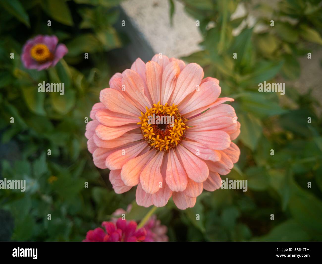 Vue de dessus gros plan d'une fleur unique de Zinnia elegans rose saumon épanouie dans un jardin ensoleillé. Banque D'Images