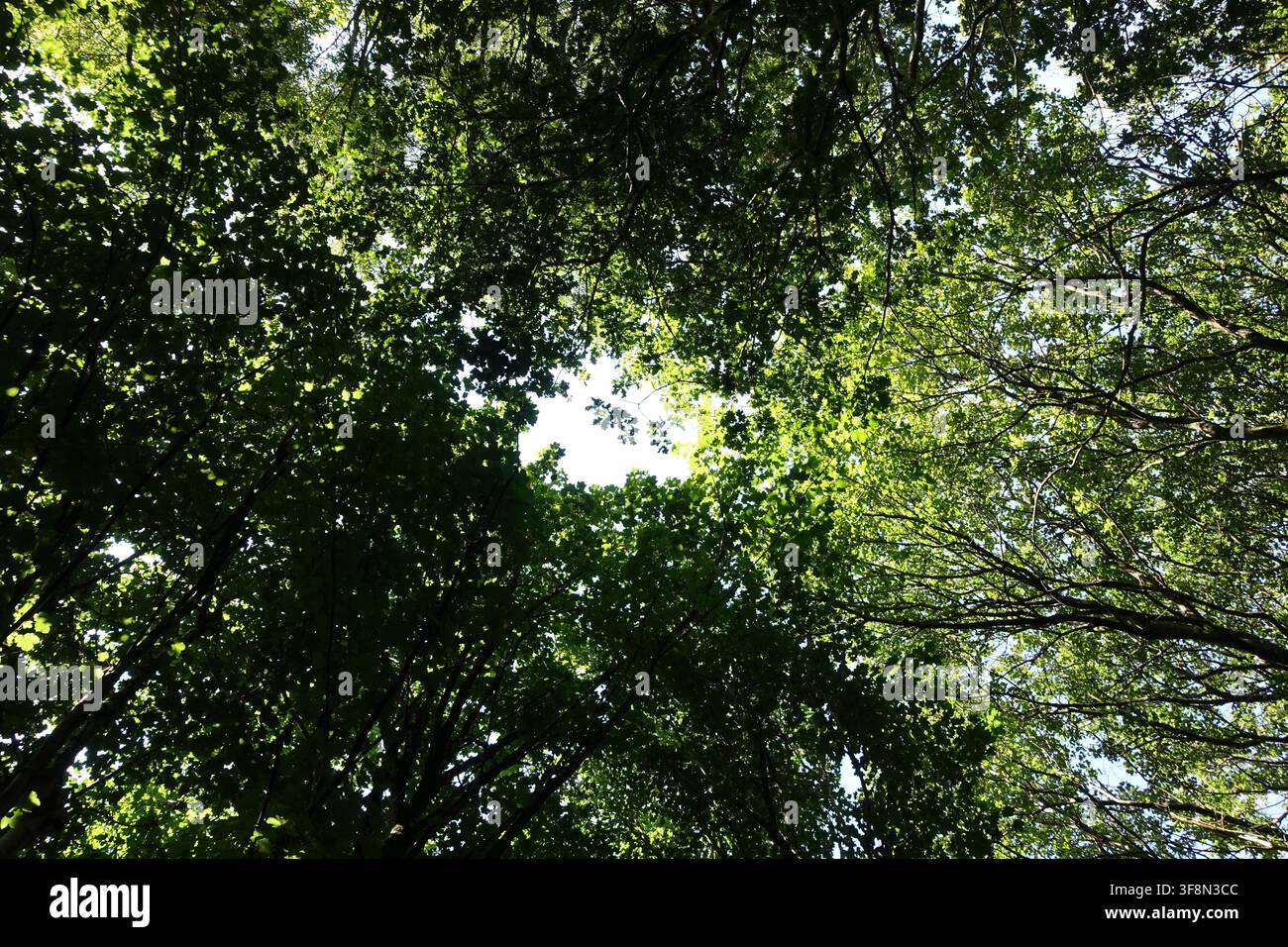Vue ascendante à travers une canopée dense de bois d'été, avec des feuilles vertes et des branches d'arbres entrelacées encadrant naturellement une ouverture circulaire lumineuse dans t Banque D'Images