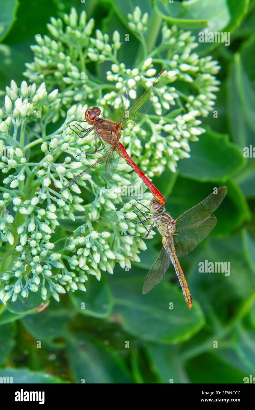 Deux libellules s'accouplant sur une fleur verte. Reproduction des insectes dans la nature. Concept macro de la faune pour la biologie et l'écologie. Banque D'Images
