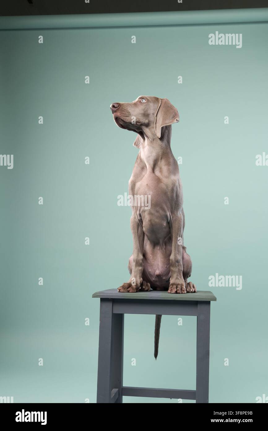 Un chiot Weimaraner se tient sur un tabouret en bois vu de profil. Le fond vert pâle contraste doucement. Banque D'Images