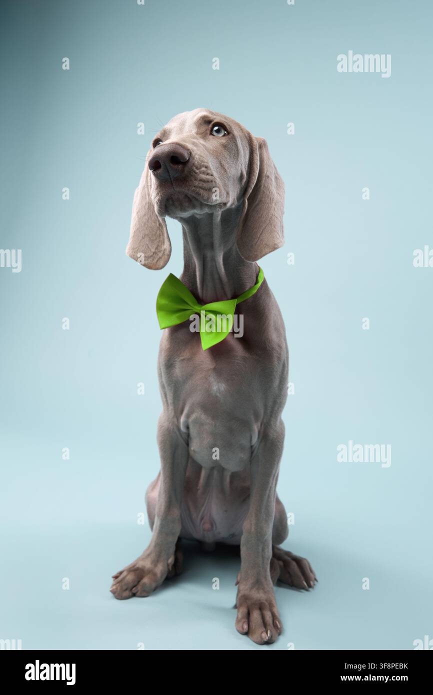 Vêtu d'un nœud papillon vert, le chiot est assis calmement sur un fond bleu clair. Son corps est détendu et symétrique. Banque D'Images