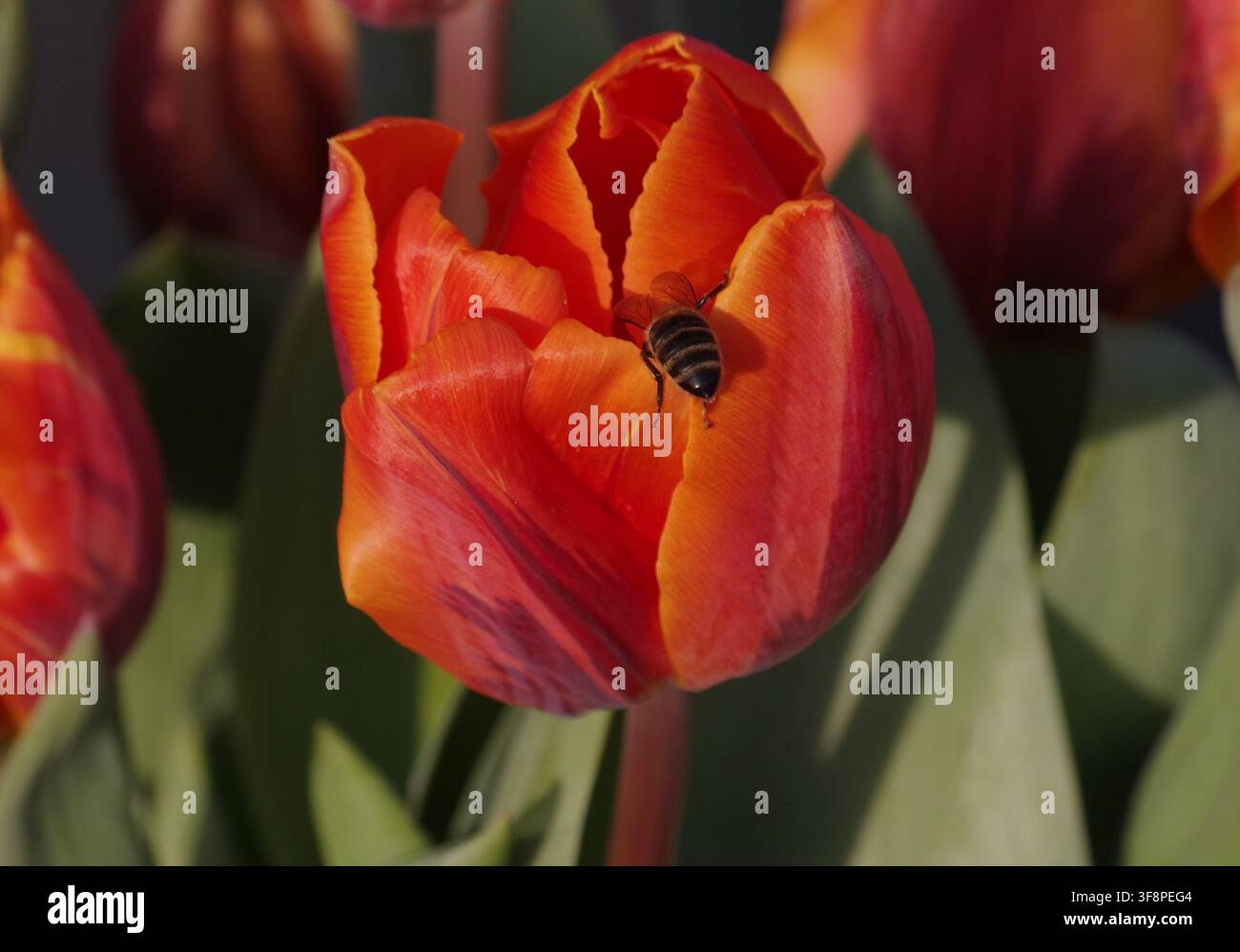 Abeille pollinisant une tulipe rouge Banque D'Images