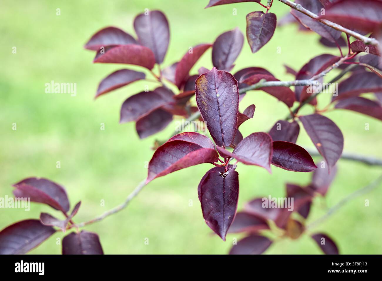 La branche de Prunus cerasifera nigra présente un feuillage violet vif, des feuilles bordeaux profondes, un détail de cerisier-plumier ornemental capturant des textures sombres riches Banque D'Images