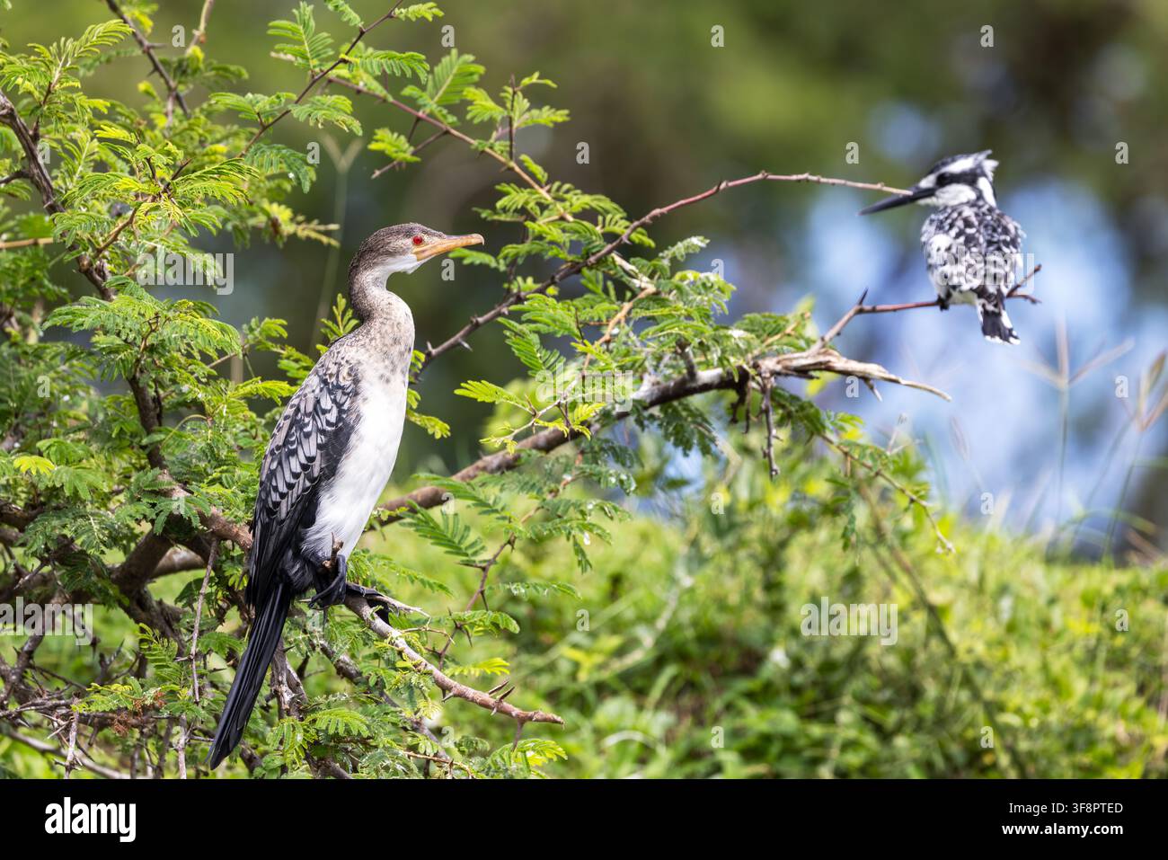 Un cormoran à longue queue immature, Microcarbo africanus, perché sur un acacia au-dessus du canal de Kazinga, lac Édouard, Ouganda. Un milan pie african Banque D'Images