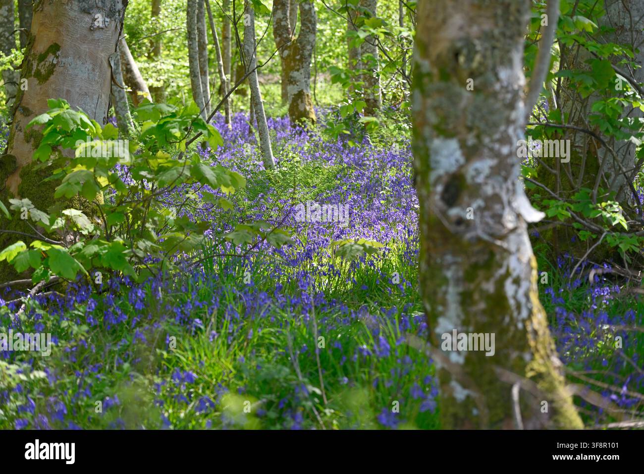 Muguets, Hyacinthoides non-scripta poussant à l'état sauvage dans la forêt de Bluebell, Kilmartin Glen, Écosse UK Mai Banque D'Images
