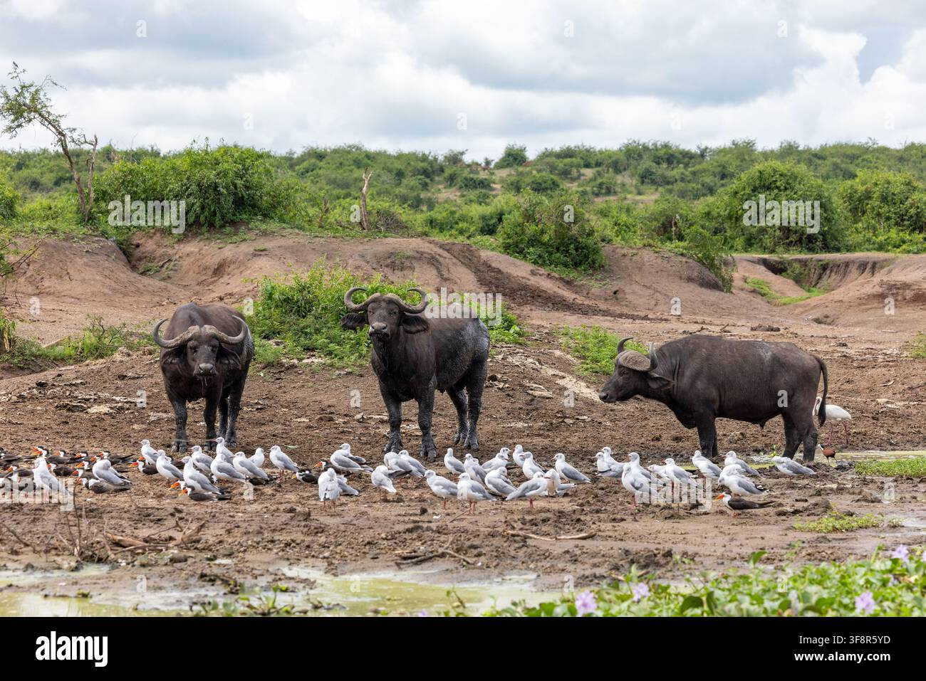 Trois buffles du Cap, Syncerus caffer, sur les rives du lac Édouard, canal de Kazinga, parc national de la reine Élisabeth, Ouganda. Une colonie de mouettes à tête grise Banque D'Images