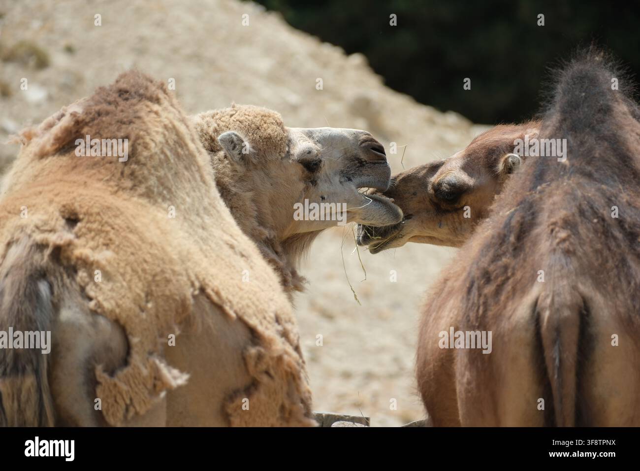 Deux chameaux dromadaires (Camelus dromedarius) se touchant le visage lors d'une interaction sociale étroite Banque D'Images