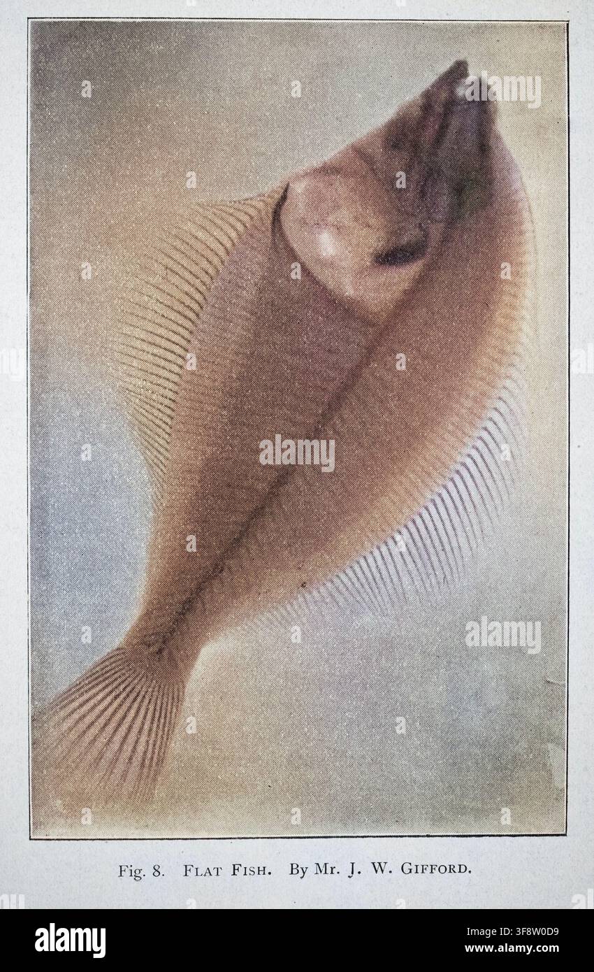 Histoire des premiers rayons X, Poisson plat, d'après I W Gifford, Photographie vintage du XIXe siècle 1890 Banque D'Images