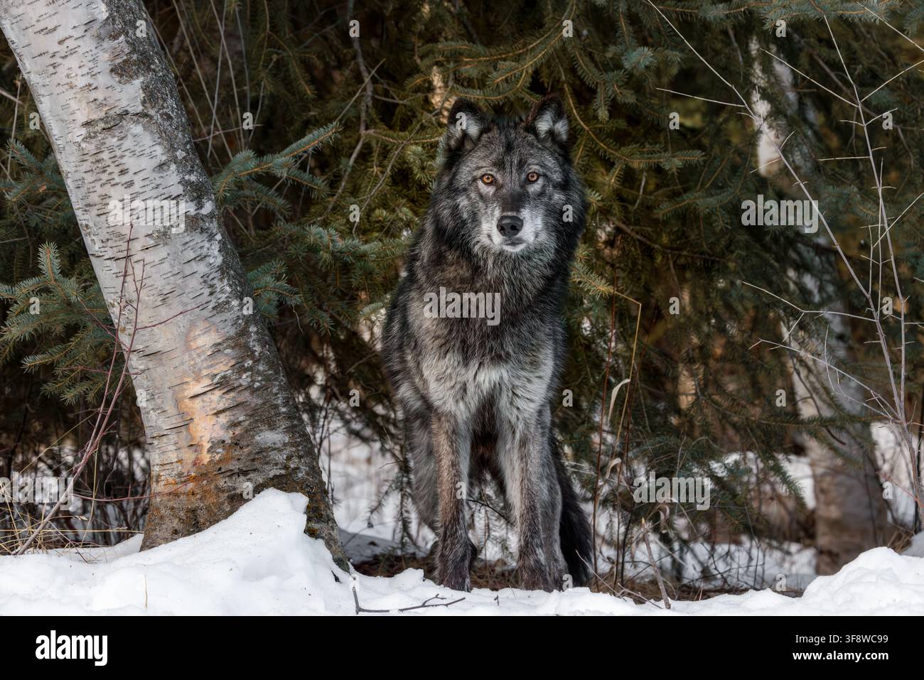 Le loup est le plus spécialisé pour la chasse coopérative, comme le démontrent ses adaptations physiques pour maîtriser de grosses proies. Banque D'Images