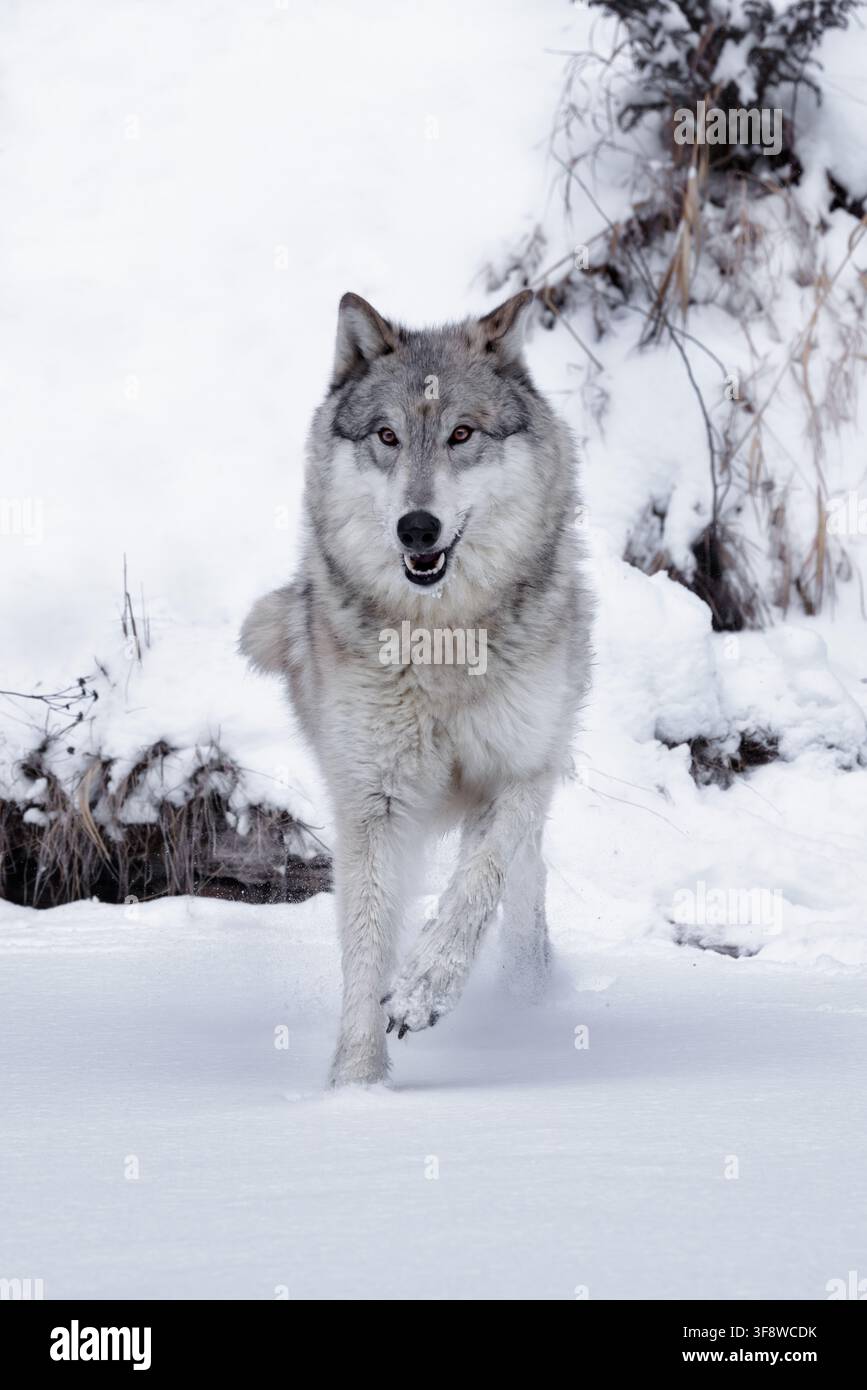 Le loup est le plus spécialisé pour la chasse coopérative, comme le démontrent ses adaptations physiques pour maîtriser de grosses proies. Banque D'Images