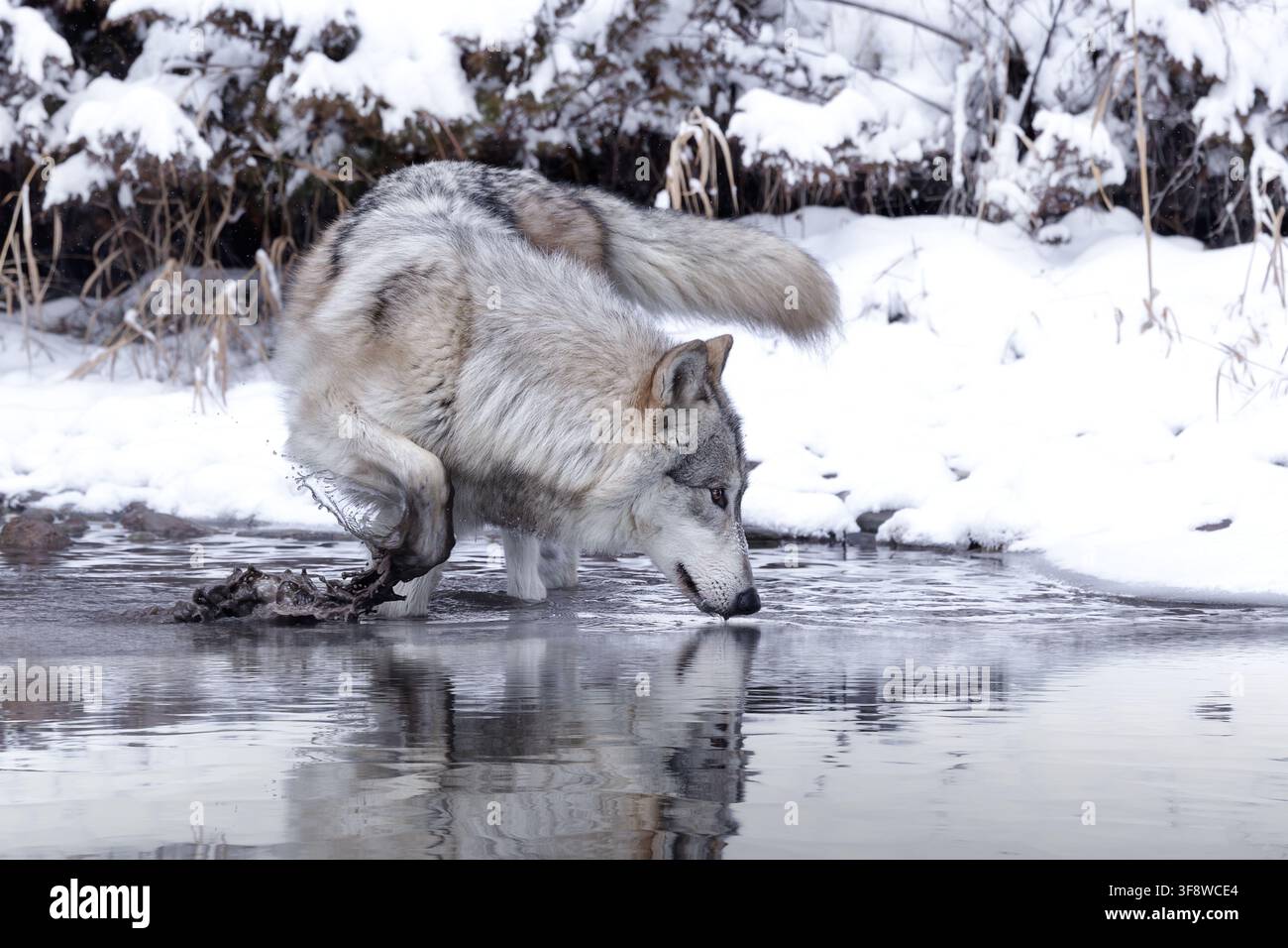 Le loup est le plus spécialisé pour la chasse coopérative, comme le démontrent ses adaptations physiques pour maîtriser de grosses proies. Banque D'Images