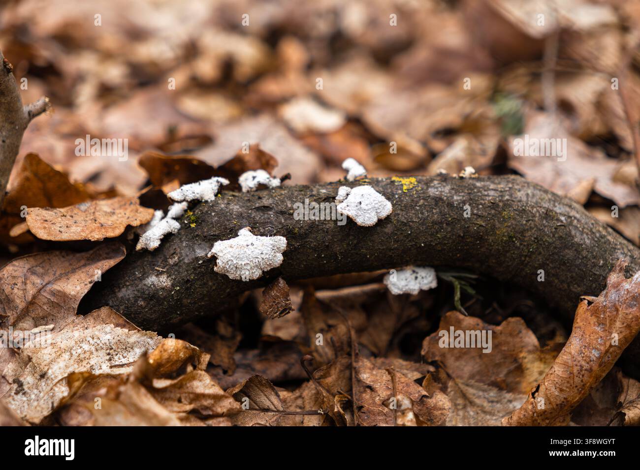 Des taches fongiques blanches texturées prospèrent sur une branche en bois en décomposition au milieu d'un tapis de feuillage brun, illustrant le cycle naturel du sol forestier Banque D'Images