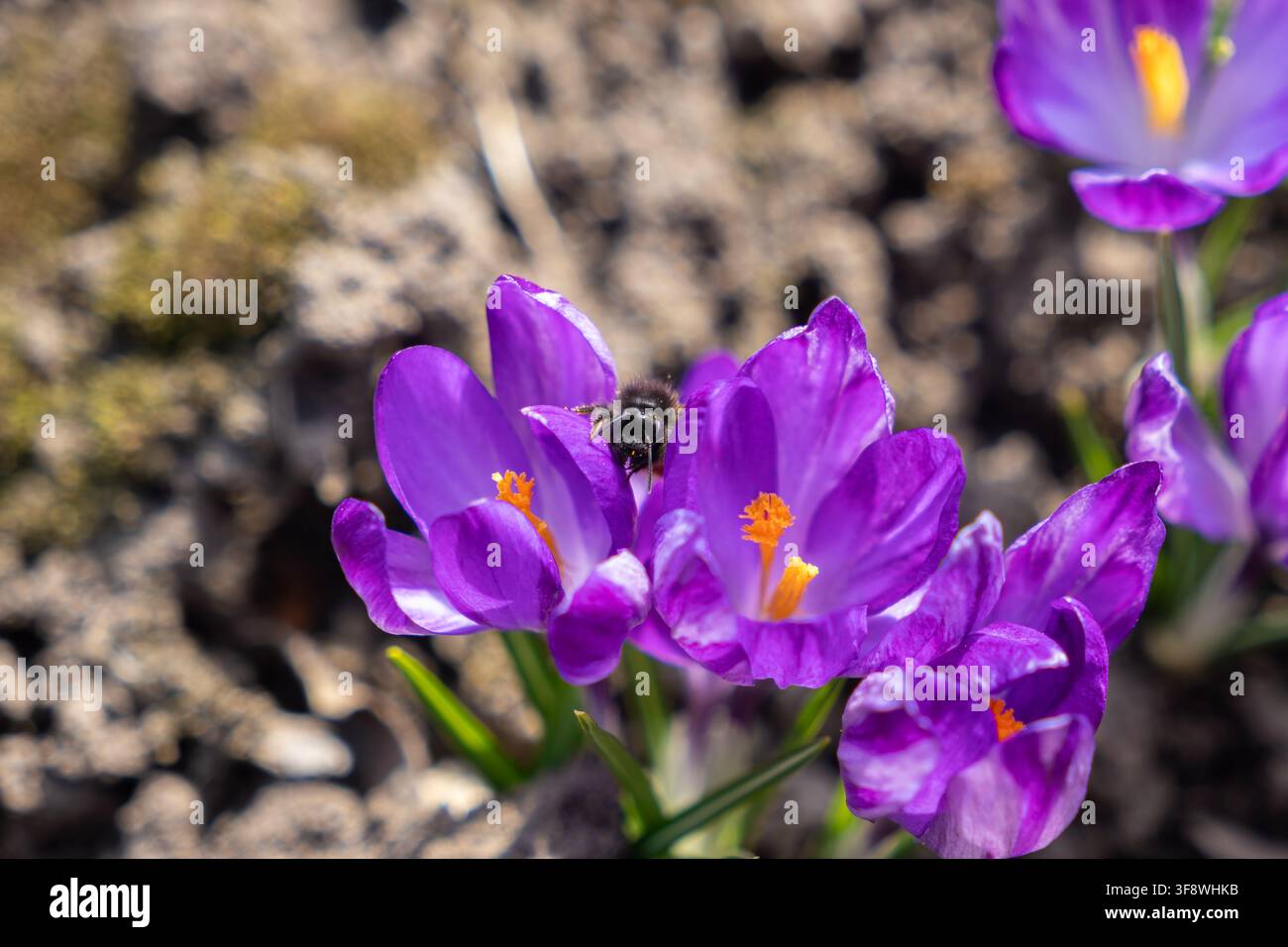 Macro d'un bourdon duveteux reposant sur une fleur de crocus violet vif, mettant en évidence les pétales délicats et la pollinisation au printemps, symbolisant la nature Banque D'Images