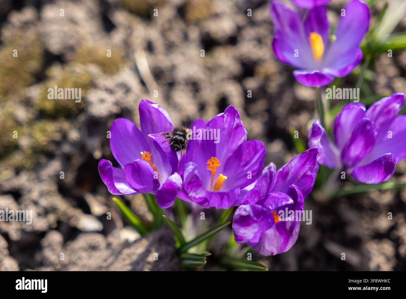 Une petite abeille recueille du pollen doré sur un pétale de crocus violet en fleurs au début du printemps, symbolisant l'harmonie écologique et l'arrivée du temps chaud wi Banque D'Images