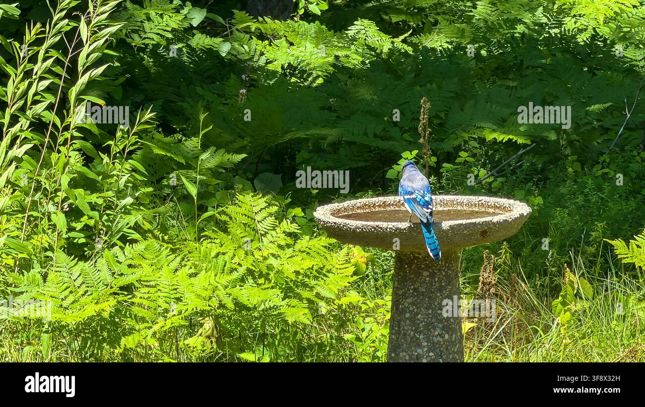 Geai bleu (Cyanocitta cristata) perché sur le bord d’un bain d’oiseaux en béton vu de dos, montrant un plumage bleu et blanc vif, une végétation luxuriante de fougères vertes b Banque D'Images